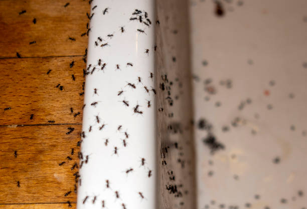 Best Termite Control Services  in San Anselmo, CA