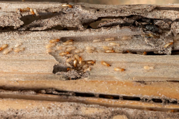 Trusted San Anselmo, CA Pest Control Experts